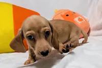 AKC Toast (Ready to go), a male Miniature Dachshund for sale in Newton Grove, NC – 5 of 8