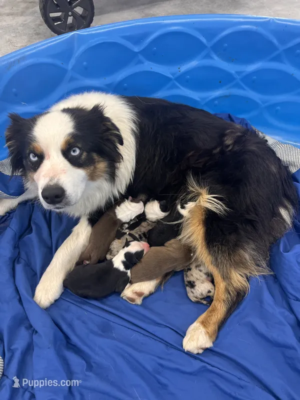 Australian Shepherds  – Australian Shepherd puppy for sale in Nashville, MI