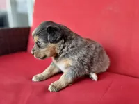 Hershey, a male Australian Shepherd for sale in Nashville, MI – 2 of 4