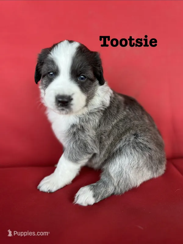 Tootsie – Australian Shepherd puppy for sale in Nashville, MI