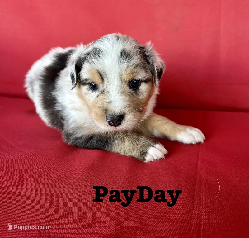 Payday  – Australian Shepherd puppy for sale in Nashville, MI