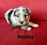 Payday , a female Australian Shepherd for sale in Nashville, MI – 1 of 3
