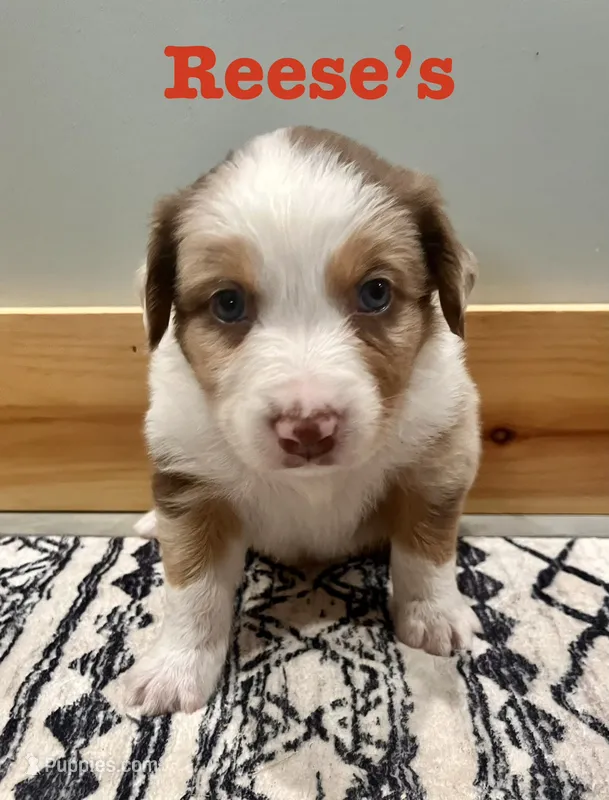 Reese’s  – Australian Shepherd puppy for sale in Nashville, MI