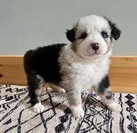 Barbie, a female Australian Shepherd for sale in Nashville, MI – 3 of 6
