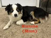 Barbie, a female Australian Shepherd for sale in Nashville, MI – 6 of 6