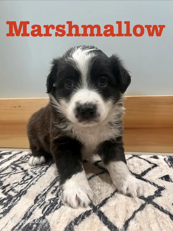 Marshmallow  – Australian Shepherd puppy for sale in Nashville, MI