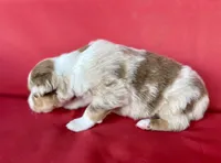 Reese’s , a male Australian Shepherd for sale in Nashville, MI – 4 of 4