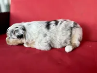 Payday , a female Australian Shepherd for sale in Nashville, MI – 3 of 3