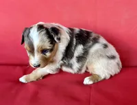 Skittles, a female Australian Shepherd for sale in Nashville, MI – 2 of 4