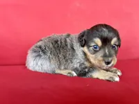 Hershey, a male Australian Shepherd for sale in Nashville, MI – 4 of 4