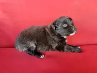 Licorice , a female Australian Shepherd for sale in Nashville, MI – 3 of 3