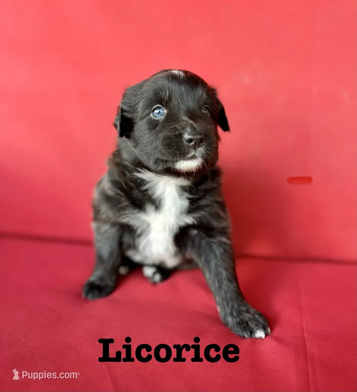 Licorice  – Australian Shepherd puppy for sale in Nashville, MI
