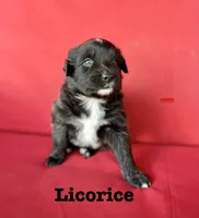 Licorice , a female Australian Shepherd for sale in Nashville, MI – 1 of 3