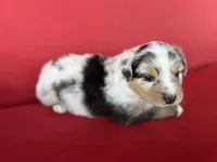 Payday , a female Australian Shepherd for sale in Nashville, MI – 2 of 3