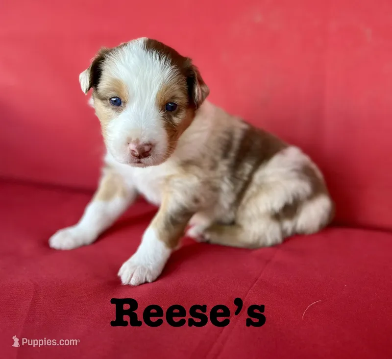 Reese’s  – Australian Shepherd puppy for sale in Nashville, MI