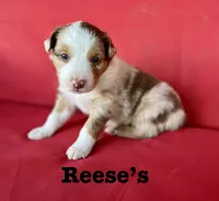 Reese’s , a male Australian Shepherd for sale in Nashville, MI – 1 of 4
