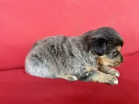 Hershey, a male Australian Shepherd for sale in Nashville, MI – 3 of 4