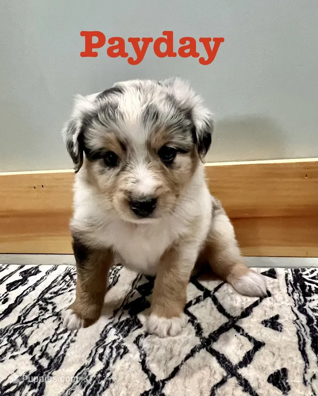 Payday  – Australian Shepherd puppy for sale in Nashville, MI