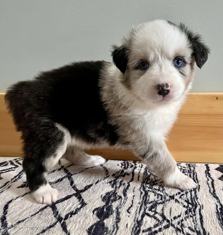 Barbie – Australian Shepherd puppy for sale in Nashville, MI