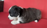Marshmallow , a male Australian Shepherd for sale in Nashville, MI – 2 of 3