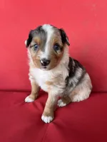 Skittles, a female Australian Shepherd for sale in Nashville, MI – 4 of 4