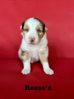 Reese’s , a male Australian Shepherd for sale in Nashville, MI – 2 of 4