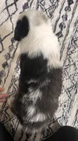 Barbie, a female Australian Shepherd for sale in Nashville, MI – 4 of 6