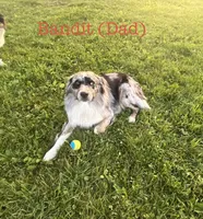 Woody, a male Australian Shepherd for sale in Nashville, MI – 5 of 6