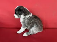 Tootsie, a female Australian Shepherd for sale in Nashville, MI – 2 of 3