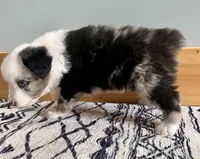 Barbie, a female Australian Shepherd for sale in Nashville, MI – 2 of 6