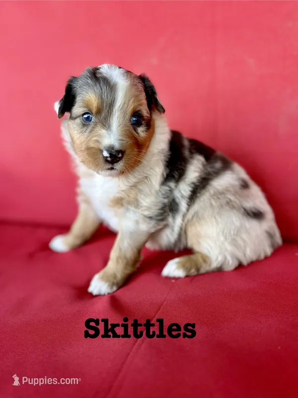 Skittles – Australian Shepherd puppy for sale in Nashville, MI