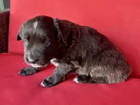 Licorice , a female Australian Shepherd for sale in Nashville, MI – 2 of 3