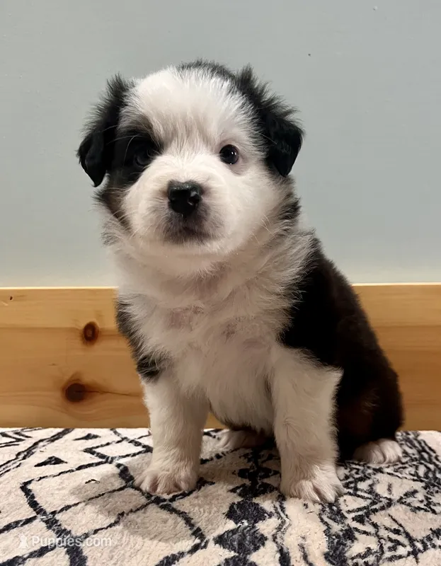 Gabby – Australian Shepherd puppy for sale in Nashville, MI