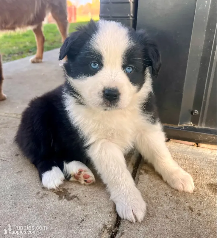 Jesse – Australian Shepherd puppy for sale in Nashville, MI