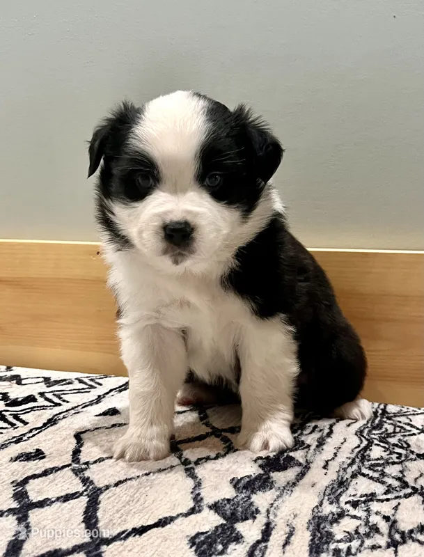 Jesse – Australian Shepherd puppy for sale in Nashville, MI