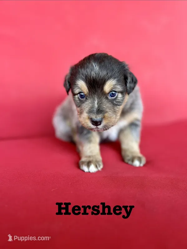 Hershey – Australian Shepherd puppy for sale in Nashville, MI