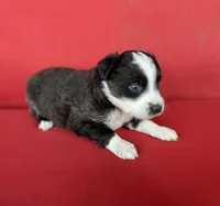 Marshmallow , a male Australian Shepherd for sale in Nashville, MI – 3 of 3