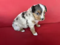 Skittles, a female Australian Shepherd for sale in Nashville, MI – 3 of 4