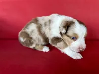 Reese’s , a male Australian Shepherd for sale in Nashville, MI – 3 of 4