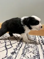 Jesse, a female Australian Shepherd for sale in Nashville, MI – 3 of 5