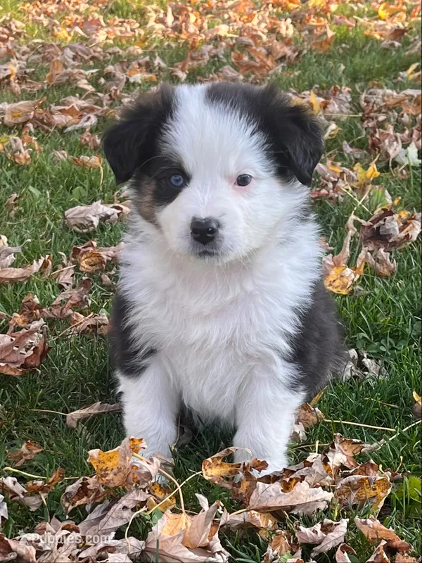 Gabby – Australian Shepherd puppy for sale in Nashville, MI
