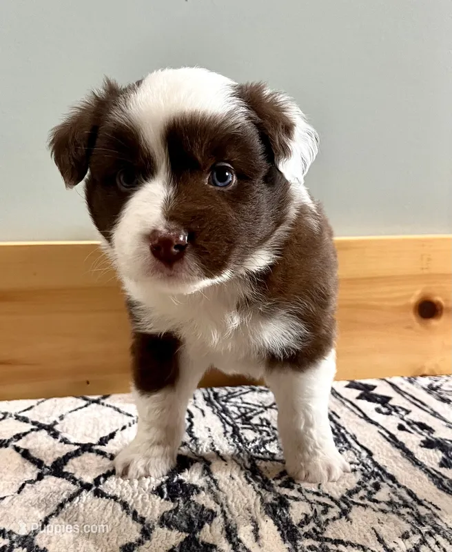 Woody – Australian Shepherd puppy for sale in Nashville, MI