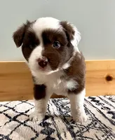 Woody, a male Australian Shepherd for sale in Nashville, MI – 1 of 6