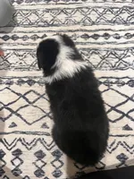 Gabby, a female Australian Shepherd for sale in Nashville, MI – 2 of 6