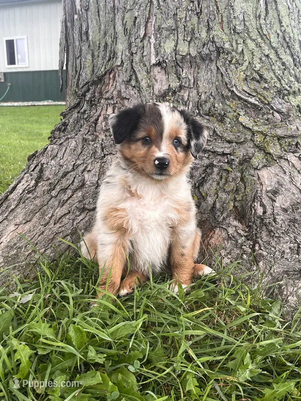 Skittles – Australian Shepherd puppy for sale in Nashville, MI