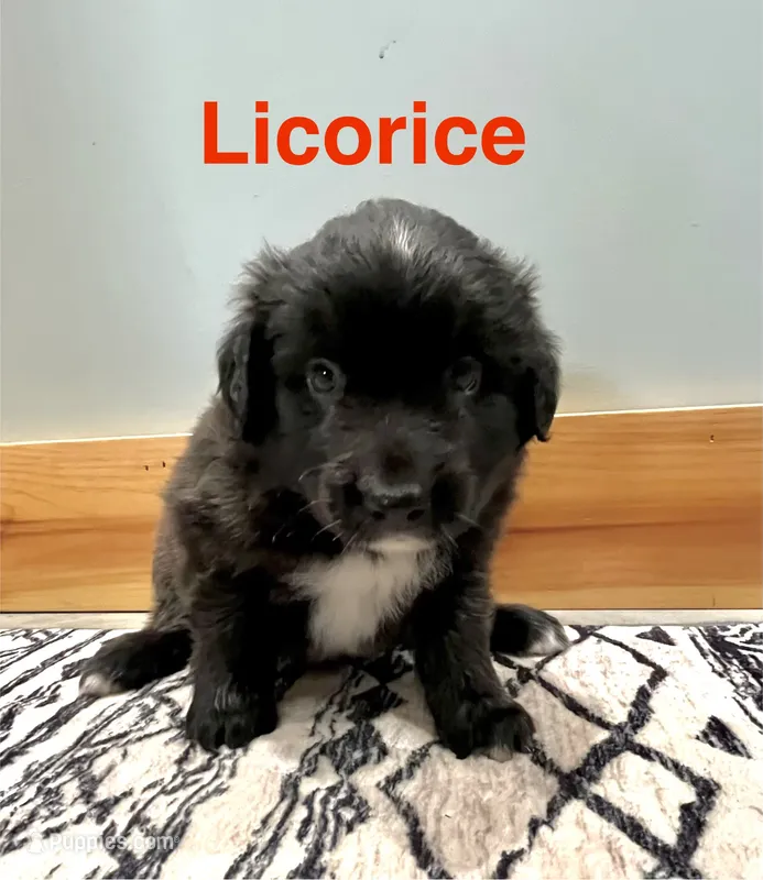 Licorice  – Australian Shepherd puppy for sale in Nashville, MI