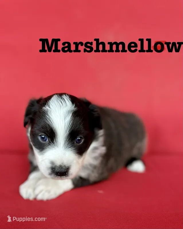 Marshmallow  – Australian Shepherd puppy for sale in Nashville, MI