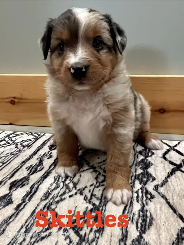 Skittles – Australian Shepherd puppy for sale in Nashville, MI