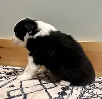Jesse, a female Australian Shepherd for sale in Nashville, MI – 2 of 5