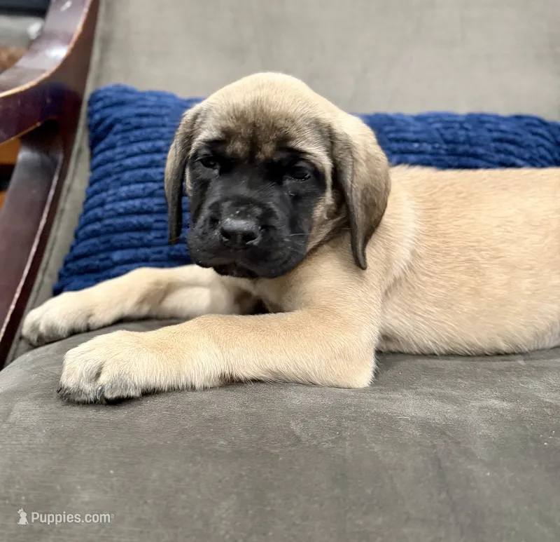 💚 Ivy  – English Mastiff puppy for sale in Webster, FL
